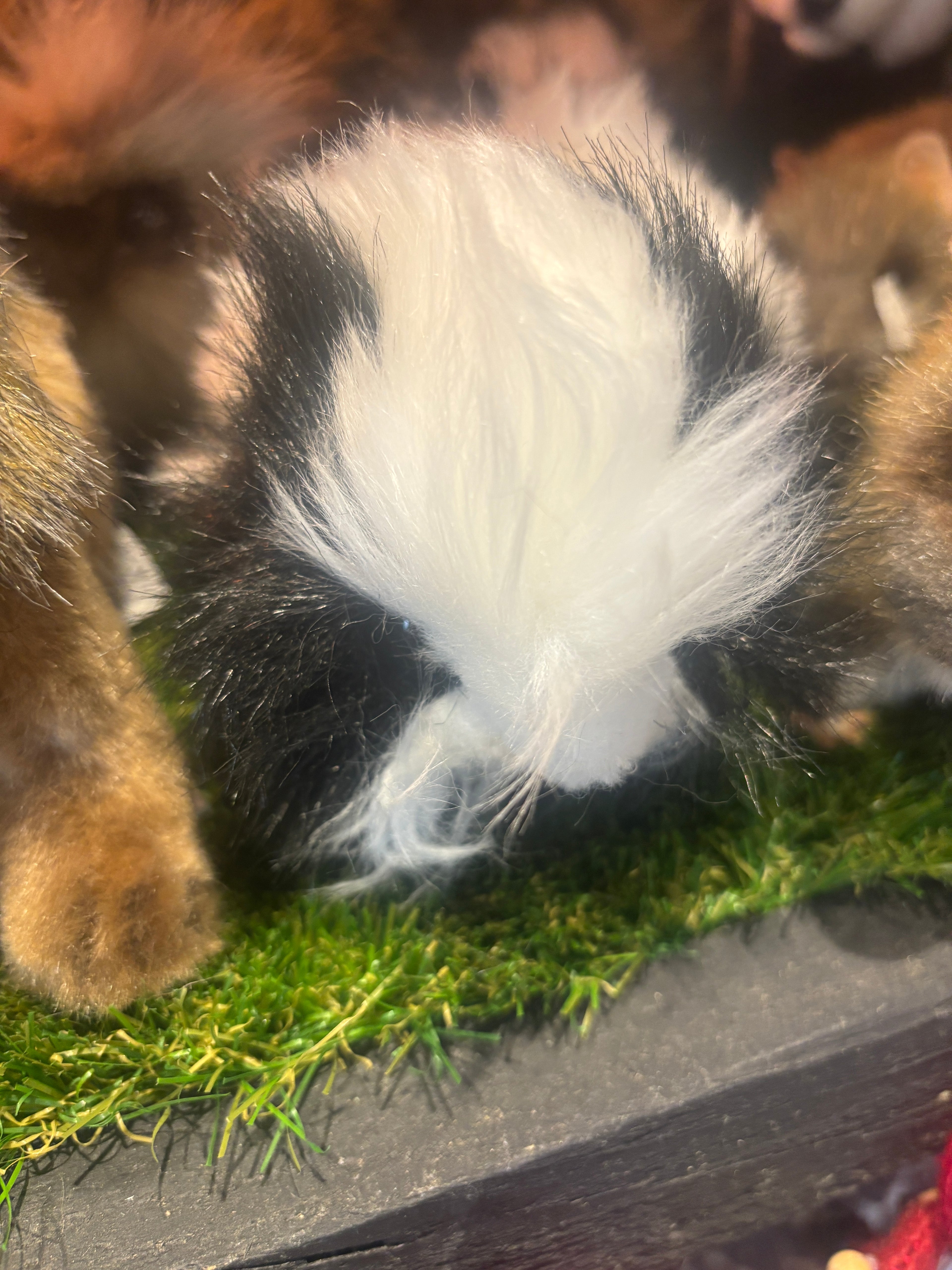 Hansa Guinea Pig Plush