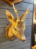 Mounted Deers Head