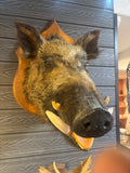 Mounted Wild Boar Head