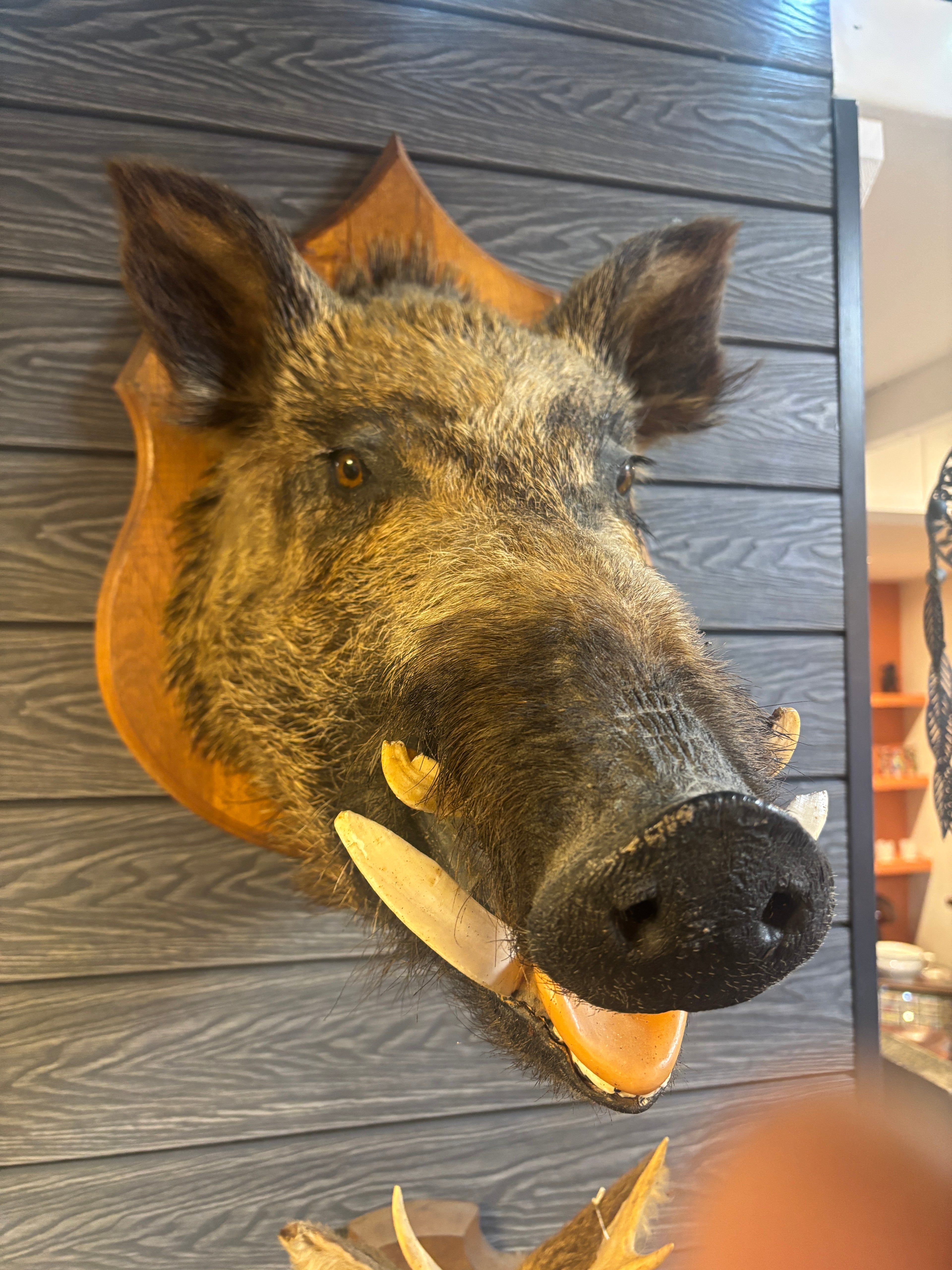 Mounted Wild Boar Head