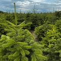 Real Nordman Fir Christmas Trees